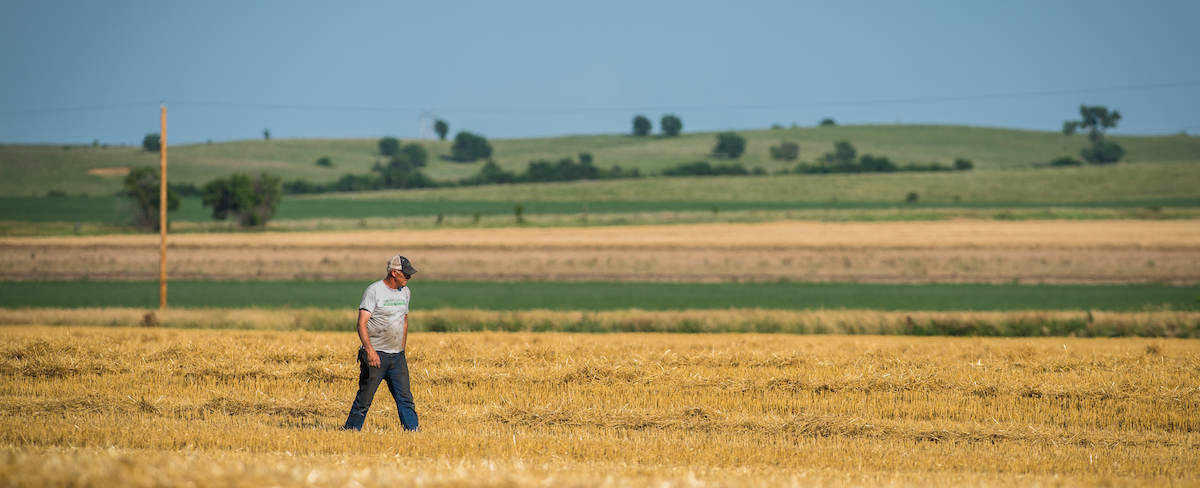 a farmer walks through a field of wheat